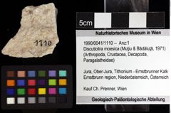 Foto (Objket + Etiketten) von Discutiolira moesica (Muţiu & Bădăluţă, 1971) 